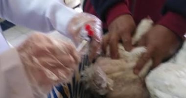الطب البيطرى يحصن 45540 طائرا بكفر الشيخ ولجنة تجرى معاينة لمجزر بالأقصر