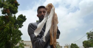 ماعز باكستانية مولودة بأذن طولها يقترب من نصف متر .. اعرف قصتها