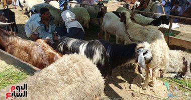 مجازر القاهرة تفتح أبوابها مجانا أمام أضاحى المواطنين خلال ساعات