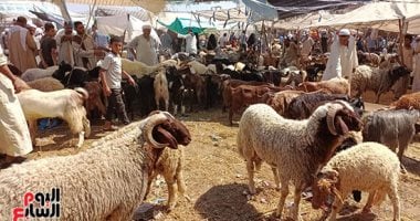 الأضحية وشروطها وكيفية الذبح السليم فى ندوة بـ"صحة المنوفية"