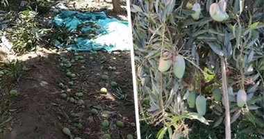  "محبوبة الملايين على وصول".. مزارع المانجو بالأقصر يستعدون لجمع المحصول مطلع يوليو المقبل.. يحصدون بشائر "السكرية" مبكرا.. أحد المزارعين: نزرع أنواع البلدى والزبدية والتيمور والصديقة والعويسى.. فيديو وصور