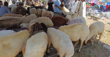جولة في سوق الأضاحي بالإسماعيلية.. تعرف على أسعار المواشي والعجول وشروط شرائها وكيفية اختيار الأضحية ومعرفة سنها.. 10 جنيهات زيادة في سعر الكيلو للعجول.. وسعر الخروف يتراوح من 4000 إلى 6 آلاف جنيه.. لايف وصور
