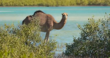 شاهد "وادى الجمال" أجمل المحميات الطبيعية بالبحر الأحمر بها حيوانات برية نادرة