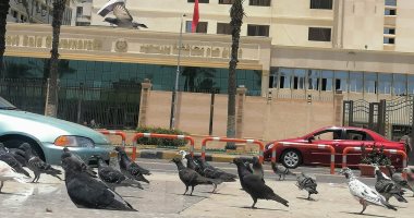 حكاية "عم محمد" مع الحمام فى ميدان الشهداء ببورسعيد.. لايف