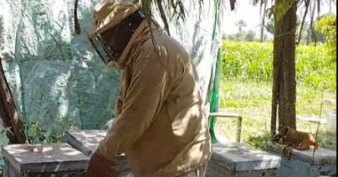 "قرية عسل".. شاهد بدء موسم فرز عسل البرسيم بملوى فى المنيا
