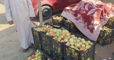 الطماطم والباذنجان بـ 5 جنيهات والكوسة بـ7.. جولة فى سوق العشرين بالمنوفية