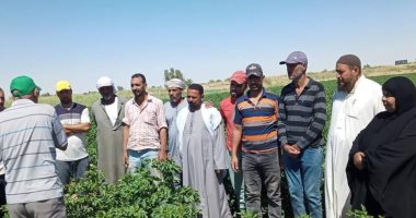 الوادى الجديد تنفذ مدارس حقلية وبرامج إرشادية عن محصول القطن بالفرافرة