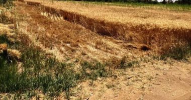 الزراعة: حالة القمح جيدة فى الشرقية والقليوبية ولم يتم تسجيل إصابات بالصدأ الأصفر