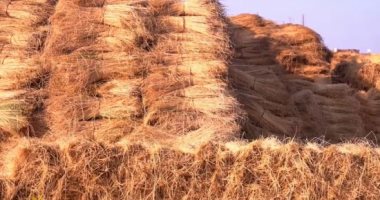 أقدم محاصيل التاريخ.. قرية كفر العزيزية معقل زراعة الكتان فى مصر.. "اليوم السابع " يقضى يوما كاملا مع المزراعين ويشاركهم فرحة حصاد المحصول.. أوروبا والدول العربية أكبر المستوردين من " الغربية"