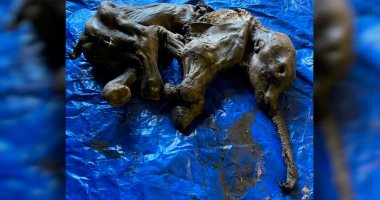 اكتشاف حيوان رضيع عمره 30 ألف عام فى تربة ثلجية بكندا.. اعرف التفاصيل