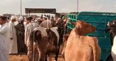 إقبال على سوق الماشية بالإسكندرية قبل العيد.. والجاموسى بـ60 جنيها للكيلو
