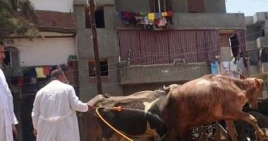 حياة كريمة بالشرقية.. قافلة بيطرية مجانية شاملة بقرية طحا المرج