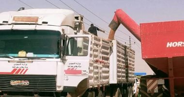 توريد 153 ألف طن قمح لشون وصوامع محافظة أسوان