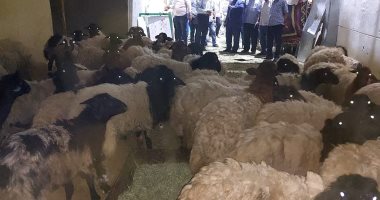 تجهيز شادر بيع الخراف الحية فى الأقصر بسعر 90 جنيها للكيلو.. صور