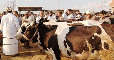 ضبط عصابة تسرق الماشية من الحظائر بأسلوب المغافلة فى الجيزة