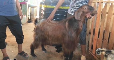 نقيب البيطريين: الماعز الجيدة تكون رأسها مرفوعة وشعرها متين