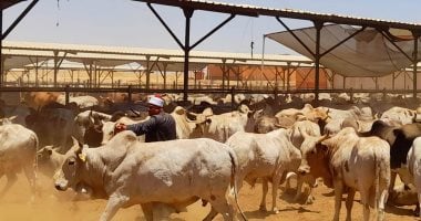 ذبح 35 رأس ماشية خلال العيد وتقديمها للأسر الأكثر احتياجا في أشمون بالمنوفية