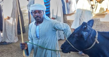 تسليم 3902 رأس ماشية للأسر الأولى بالرعاية بقرى ومراكز أسوان