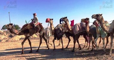 سباقات الجِمال فى العريش.. تدريبات مكثفة بمضمار أول ناد لرياضة الهجن فى مصر