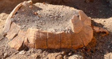 سلحفاة حامل عمرها 2000 عام وجدت فى بومبى.. اعرف التفاصيل 