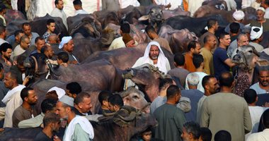 سوق اللحم فى إمبابة.. إقبال كثيف على شراء أضاحى العيد من سوق المناشى