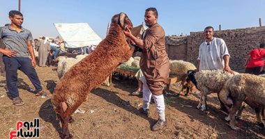 خروف العيد جاهز للفداء.. إقبال المواطنين على أسواق المواشي لشراء الأضاحى