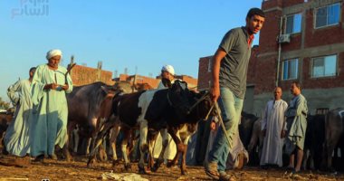 عيد الأضحى.. جولة فى سوق المواشى بمحافظة الجيزة.. ألبوم صور