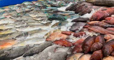البلطى بـ45 جنيها والبورى بـ70.. اعرف أسعار الفسفور بحلقة السمك بالغردقة.. فيديو