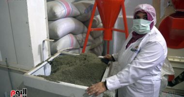 ابو جنشوا قلعة رائحة الأمل فى جناين النباتات العطرية بالفيوم.. والتصدير لكل العالم