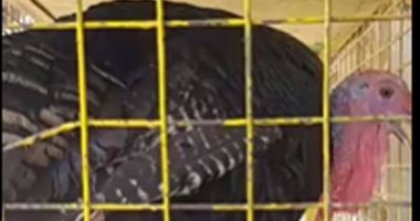 الرومى بـ80 جنيها والبانيه بـ85.. تعرف على أسعار الطيور بأسواق الصعيد.. فيديو
