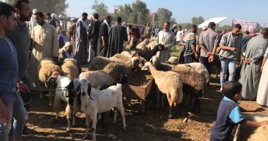 أشكال وألوان.. أسعار الأضاحى بسوق الثلاثاء للمواشى فى الغربية.. لايف وصور 