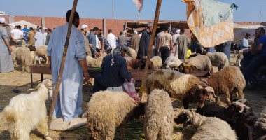 الضانى ملوش تانى.. أسعار الخراف فى آخر سوق مواشى بالزقازيق قبل العيد.. لايف