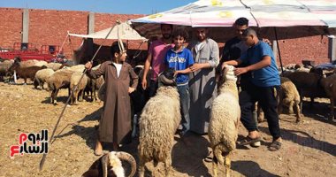 اعرف أسعار الأضاحى فى آخر سوق للمواشى بالزقازيق قبل عيد الأضحى.. لايف