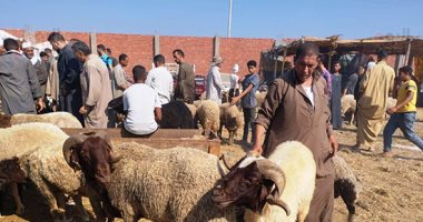 الضانى ملوش تانى.. أسعار الخراف فى آخر سوق مواشى بالزقازيق قبل العيد