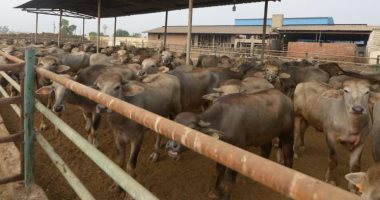 التحالف الوطنى للعمل الأهلى التنموى يطلق أكبر حملة لتوزيع لحوم الأضاحى