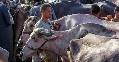 حبس مستريح المواشى بالجيزة 4 أيام بعد جمع 10 ملايين جنيه من عملائه