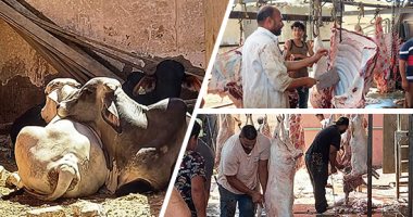 مجازر الجيزة تفتح أبوابها مجانا خلال العيد لذبح الأضاحى.. اعرف عناوينها
