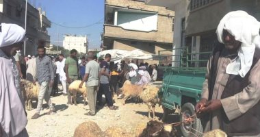 الأضاحى تنعش أسواق شمال سيناء.. الضأن والبلدى والشامى تنافس البرقى والرحمانى