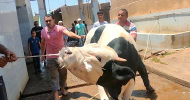 أسعار الأضاحى فى مصر.. العجول تبدأ من 65 جنيها إلى 80 جنيها