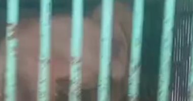 "عبلة ونوسة وعنتر" سعداء بإقبال الزوار على حديقة حيوان كفر الشيخ.. بث مباشر