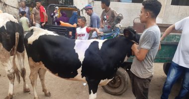 بركة العيد حاضرة.. إقبال على ذبح الأضاحى بالمجان فى مجازر كفر الشيخ.. لايف
