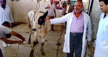استمرار أعمال ذبح الأضاحي فى مجزر الزناقطة بحى المطار فى الأقصر.. صور