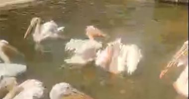 اتفسح بـ5 جنيه.. إقبال كبير على حديقة الحيوان بالزقازيق فى ثانى أيام العيد