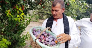 "الفاكهة بنت الناس".. البرقوق كريز السوق يتلألأ على الأشجار بالقليوبية.. صور