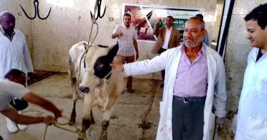 مجازر الأقصر تقدم خدمات مجانية للأهالى بذبح أضاحى العيد والكشف عليها.. صور