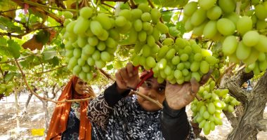 أحمر وأصفر لولى وكريستال.. موسم قطاف العنب يزين الأشجار