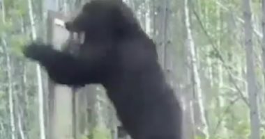 "أنا مش عارفنى".. رد فعل طريف من دب شاهد نفسه فى المرآة.. فيديو