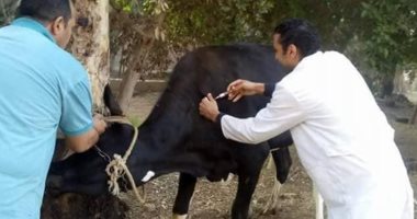 انطلاق الحملة القومية لتحصين الثروة الحيوانية بمحافظة مطروح .. صور