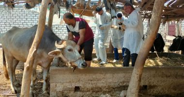 ‫وزير الزراعة: حملة تحصين المواشى من "بيت لبيت" ونناشد المربين التجاوب 