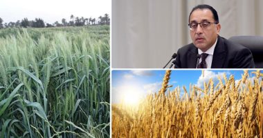 خطوات حكومية لمواجهة تأثير الأسعار العالمية.. تنوع مصادر توريد القمح وتأمين المخزون الاستراتيجى لمدد طويلة..  مواصلة التوسع فى المساحات المنزرعة.. اتباع سياسة التحوط التأمينى.. وهذه خطة تقليل الاستيراد